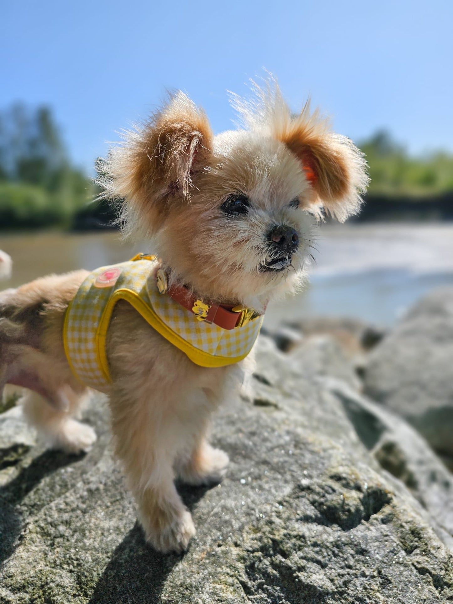 Charming Collar