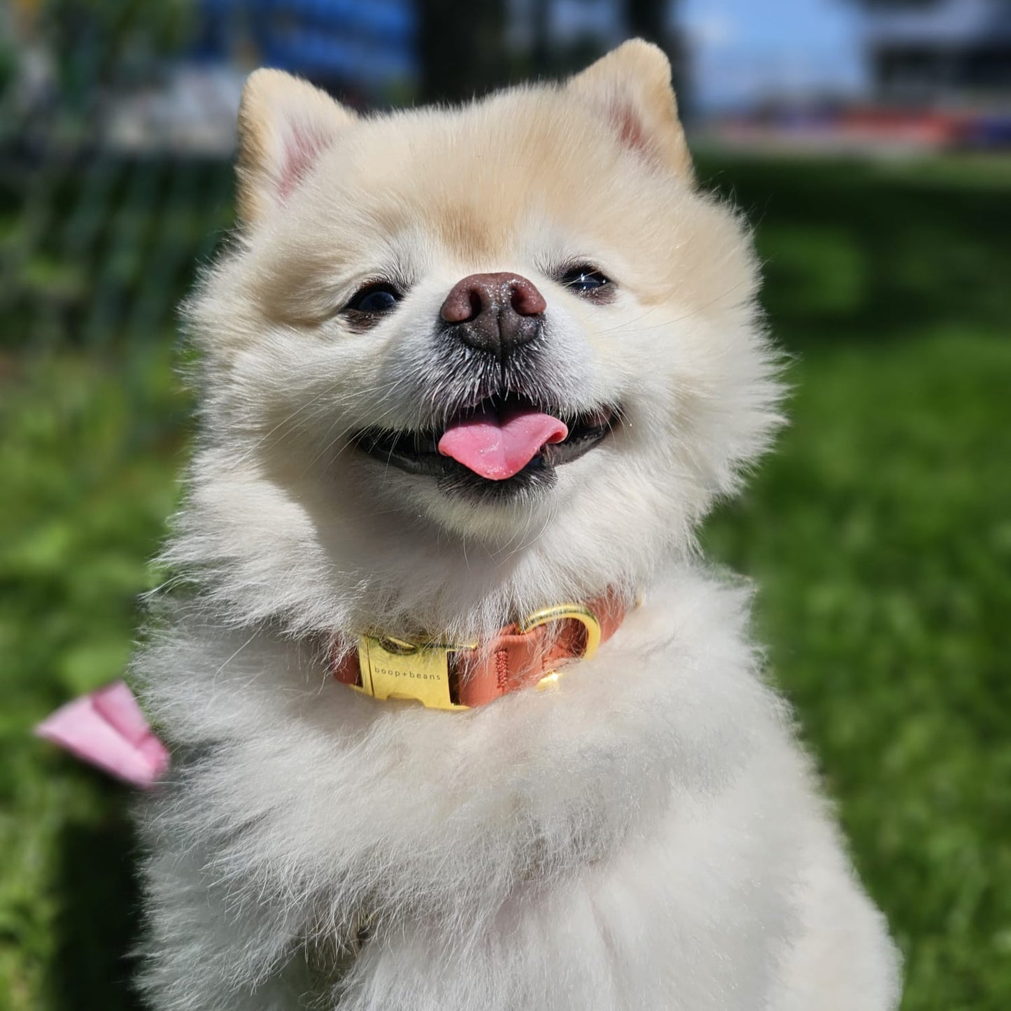 Charming Collar