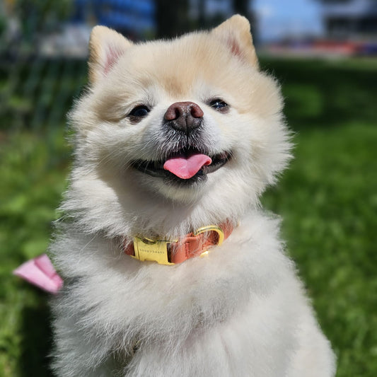 Charming Collar