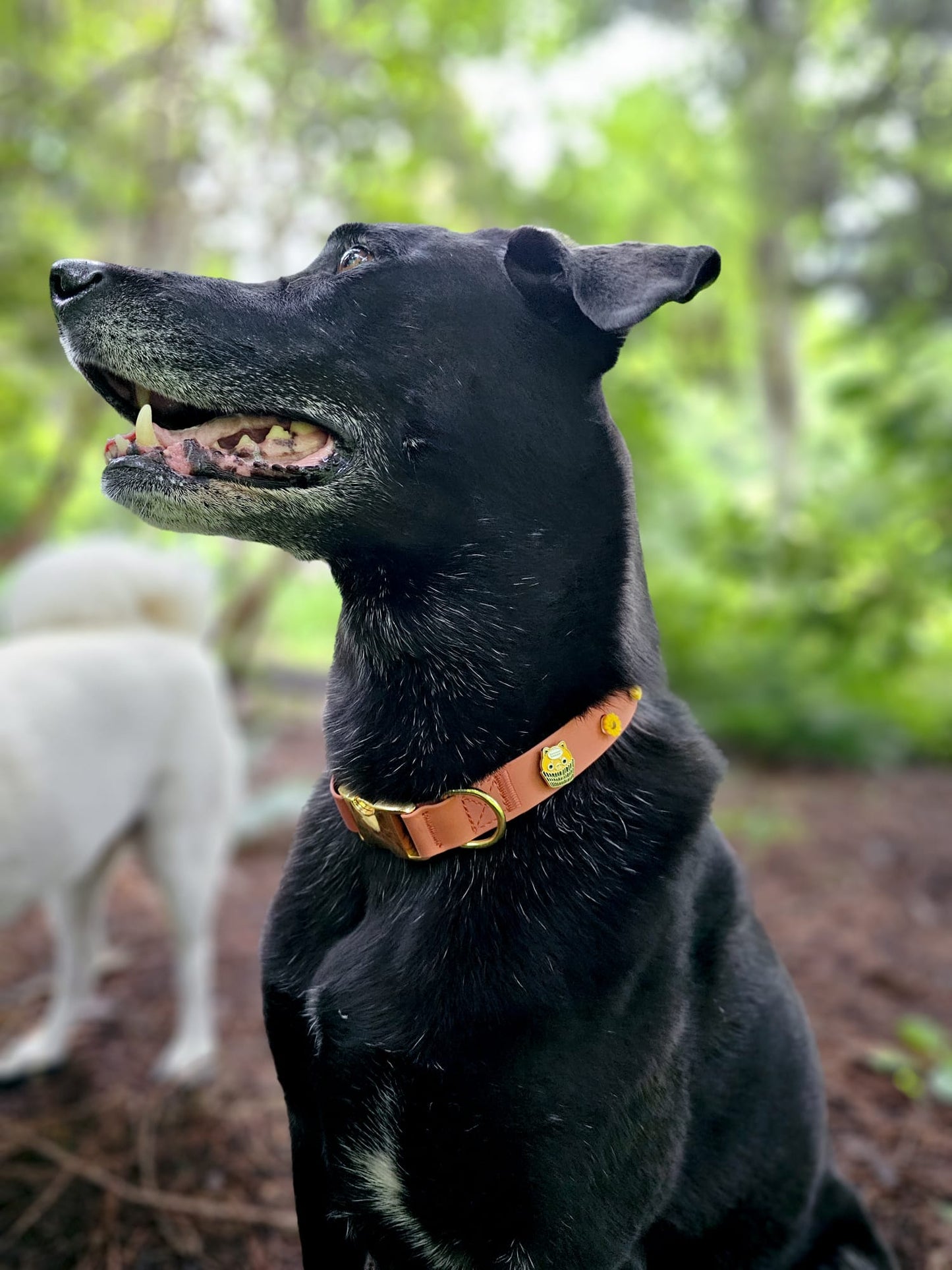 Charming Collar